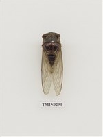 藏品(高砂熊蟬)的圖片